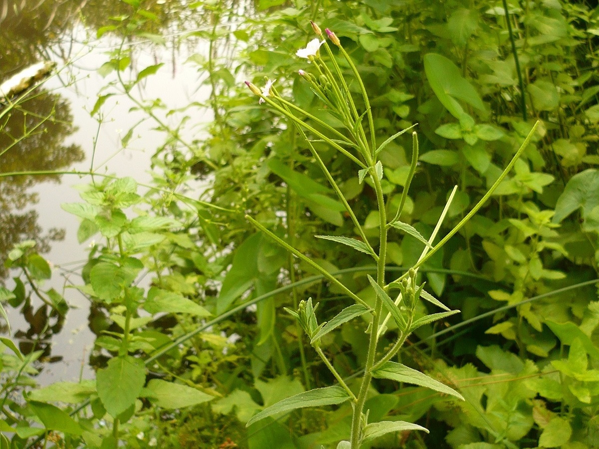Epilobium parviflorum (Onagraceae)